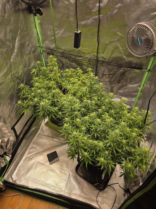 Candy Store R1. Week 11