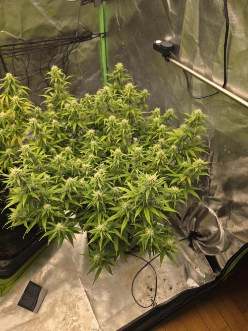 Candy store clone 2nd run 🍭🍬. Week 12