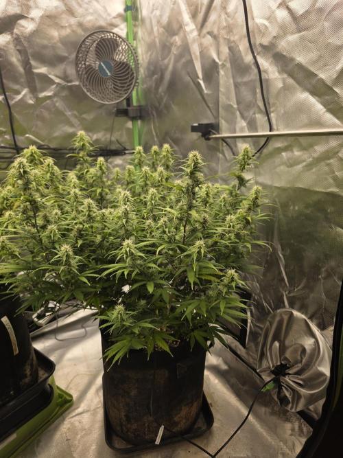 Candy store clone 2nd run 🍭🍬. Week 12