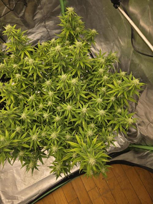 Candy store clone 2nd run 🍭🍬. Week 12