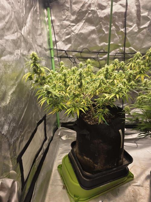 Blue Zushi clone!?🍣🍢🍥. Week 12