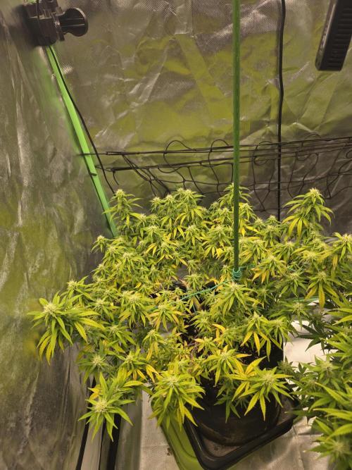 Blue Zushi clone!?🍣🍢🍥. Week 12