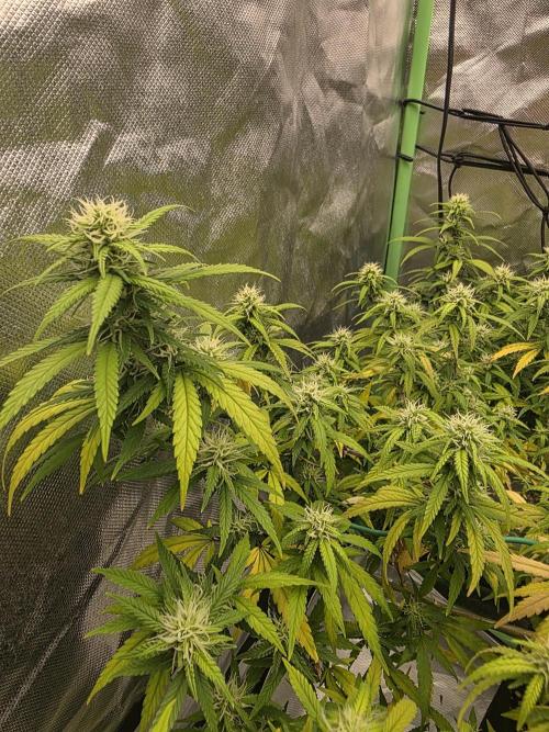 Blue Zushi clone!?🍣🍢🍥. Week 12