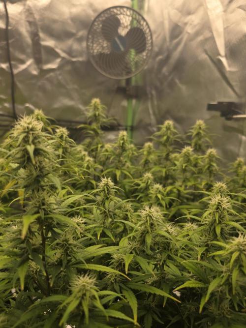 Candy store clone 2nd run 🍭🍬. Week 12