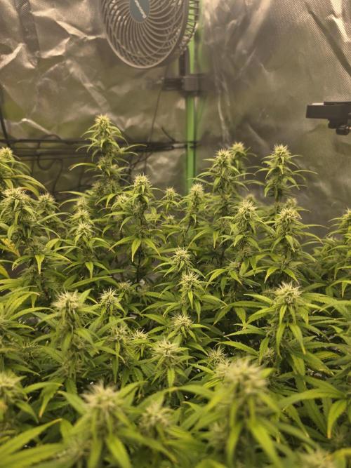 Candy store clone 2nd run 🍭🍬. Week 12