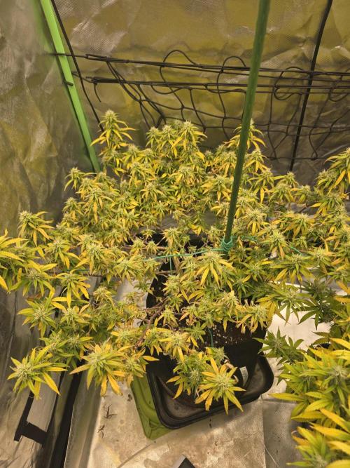 Blue Zushi clone!?🍣🍢🍥. Week 13