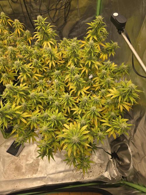 Candy store clone 2nd run 🍭🍬. Week 13