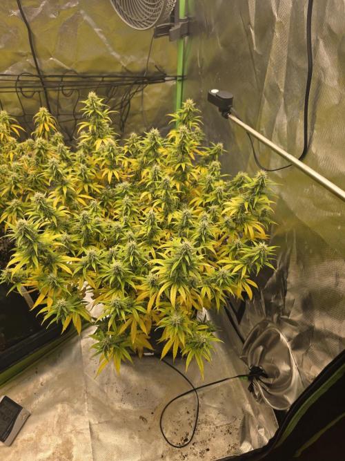 Candy store clone 2nd run 🍭🍬. Week 13