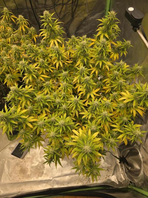 Candy store clone 2nd run 🍭🍬. Week 13