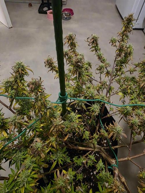 Blue Zushi clone!?🍣🍢🍥. Week 14