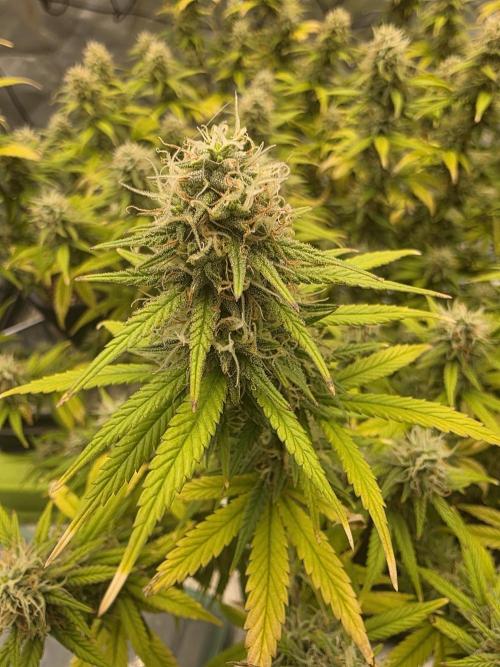 Candy store clone 2nd run 🍭🍬. Week 14