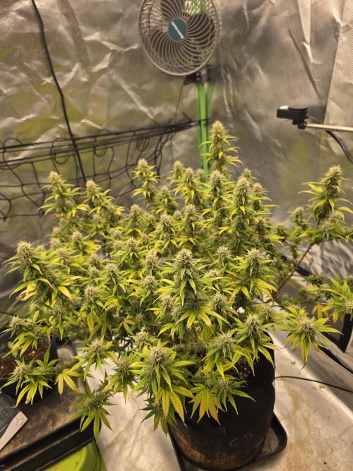 Candy store clone 2nd run 🍭🍬. Week 14