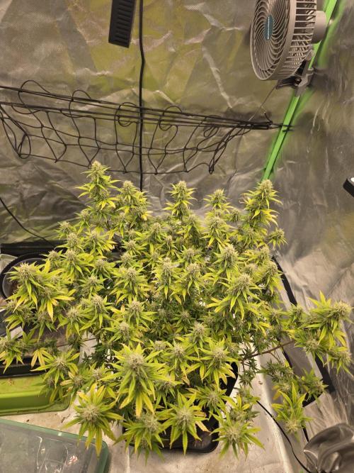 Candy store clone 2nd run 🍭🍬. Week 14