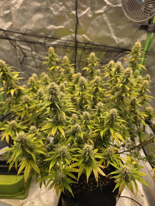Candy store clone 2nd run 🍭🍬. Week 14