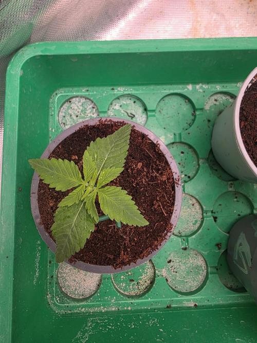 Papaya sour. Week 0
