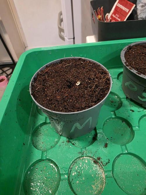 Hazy lemons!🍋🍋. Week 0