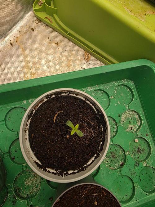 Hazy lemons!🍋🍋. Week 0