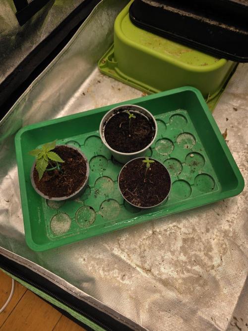 Hazy lemons!🍋🍋. Week 0