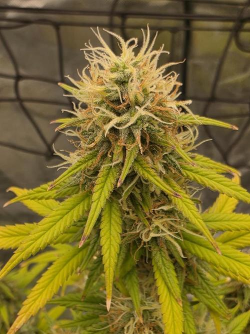 Candy store clone 2nd run 🍭🍬. Week 15