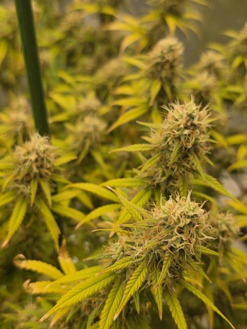 Candy store clone 2nd run 🍭🍬. Week 15