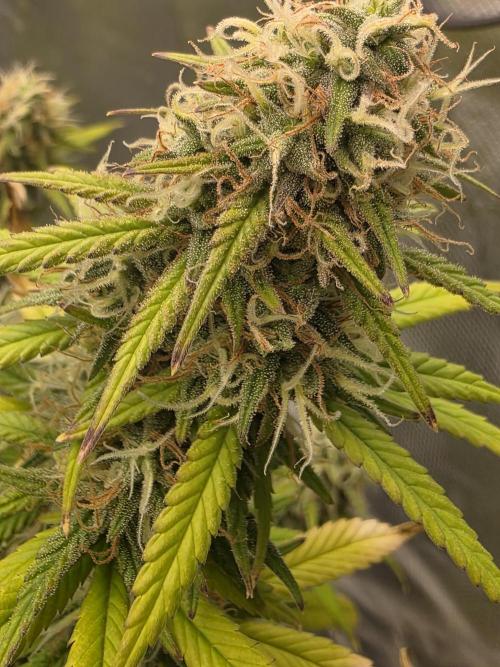 Candy store clone 2nd run 🍭🍬. Week 15
