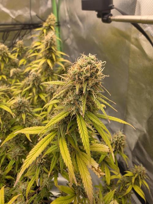 Candy store clone 2nd run 🍭🍬. Week 16
