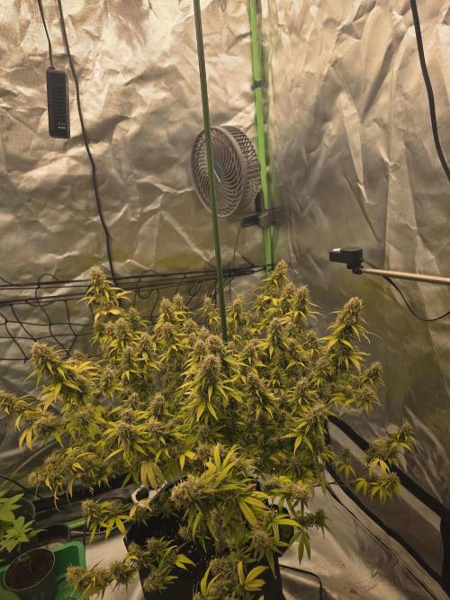 Candy store clone 2nd run 🍭🍬. Week 16