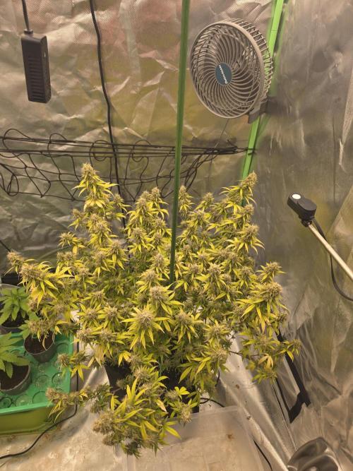 Candy store clone 2nd run 🍭🍬. Week 16