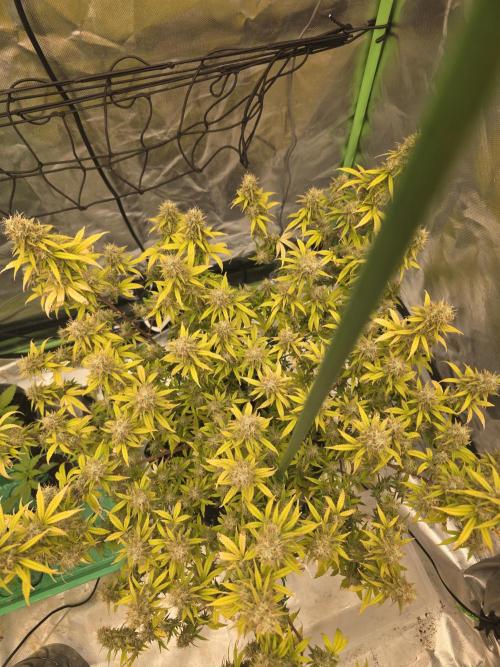 Candy store clone 2nd run 🍭🍬. Week 16
