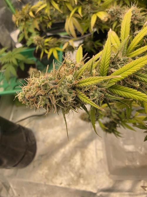 Candy store clone 2nd run 🍭🍬. Week 16