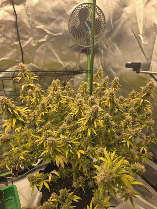 Candy store clone 2nd run 🍭🍬. Week 16