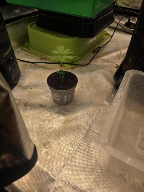 Hazy lemons!🍋🍋. Week 1