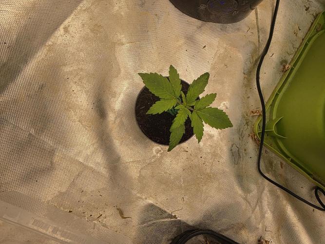 Hazy lemons!🍋🍋. Week 1