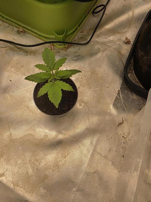 Super Lemon Haze. Week 1