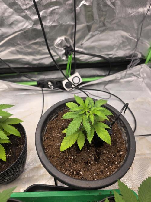 Seed from apotheke!😁😃. Week 3