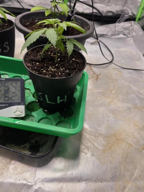 Hazy lemons!🍋🍋. Week 2
