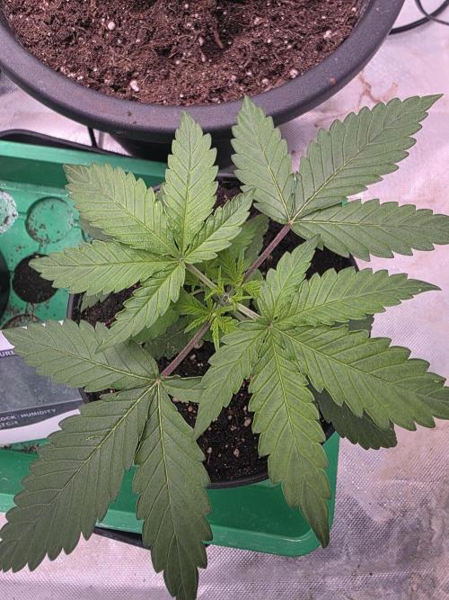 Hazy lemons!🍋🍋. Week 2