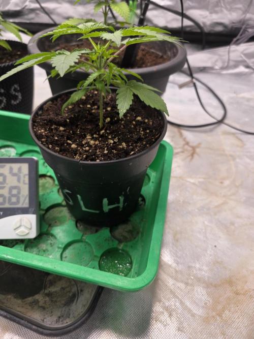 Hazy lemons!🍋🍋. Week 2