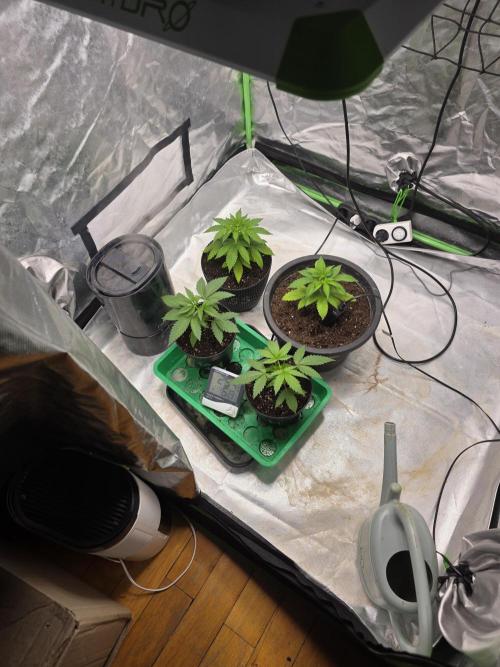 Super Lemon Haze. Week 2