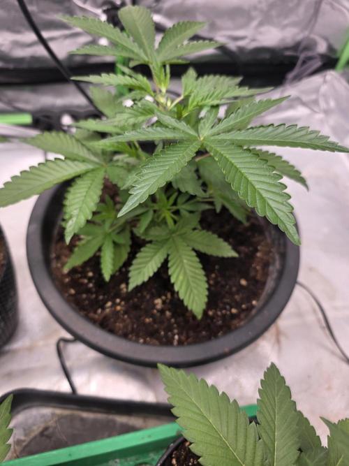Seed from apotheke!😁😃. Week 4