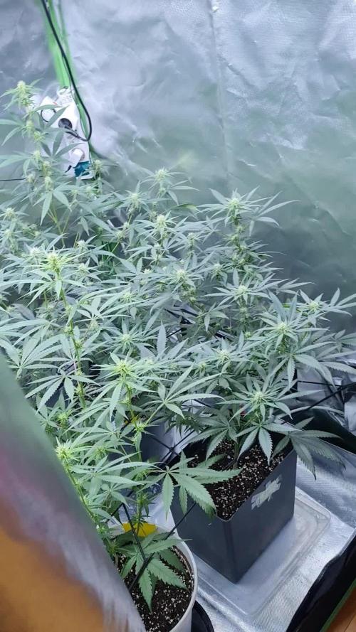 Lovely Zombie Kush x2!!! 