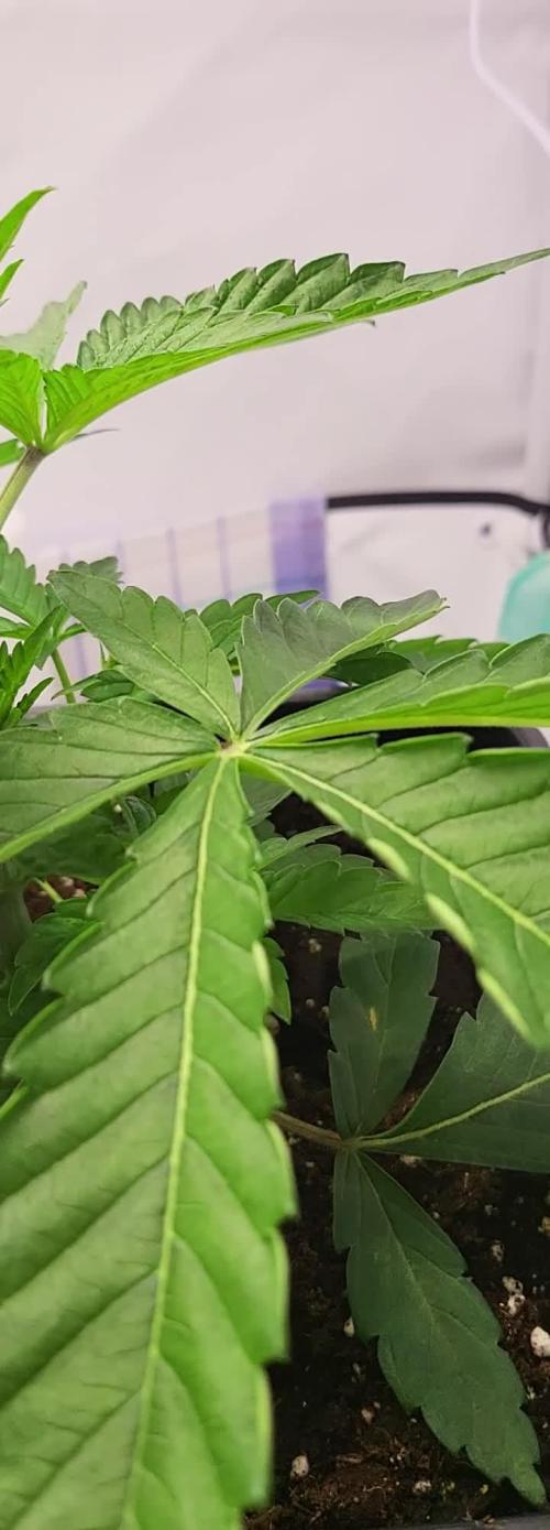 Sherbzooka (Wizard Trees) - cultivated by KEVS BEST
