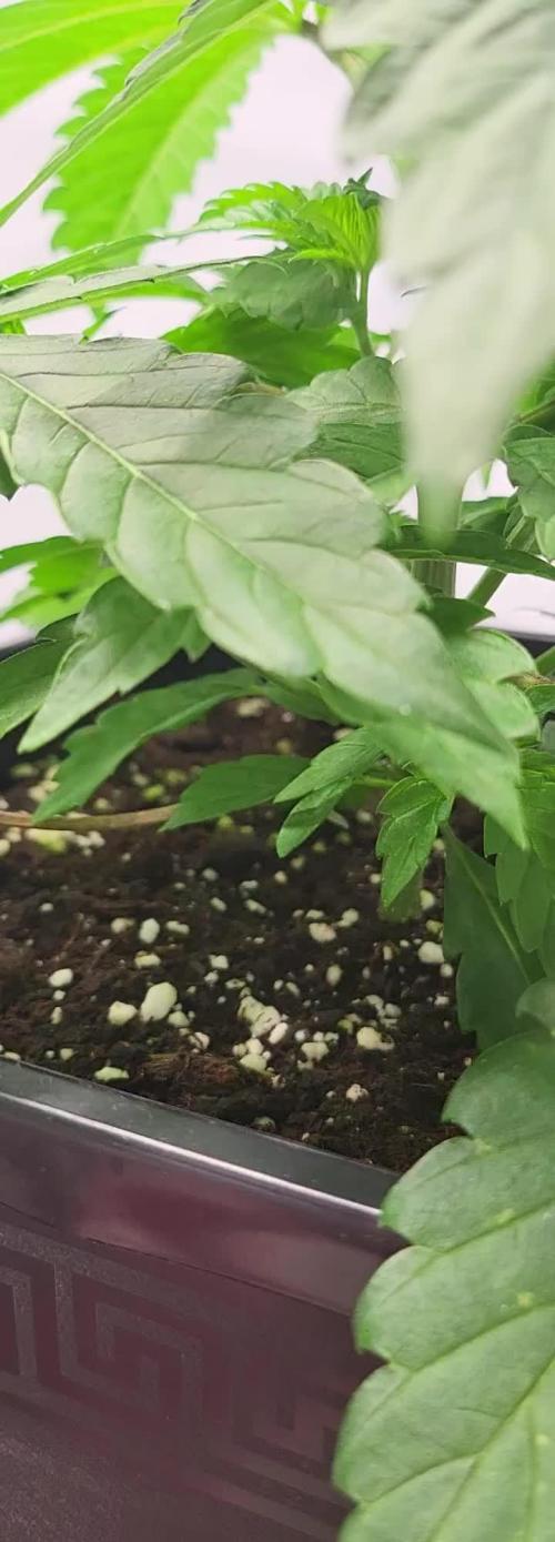Sherbzooka (Wizard Trees) - cultivated by KEVS BEST
