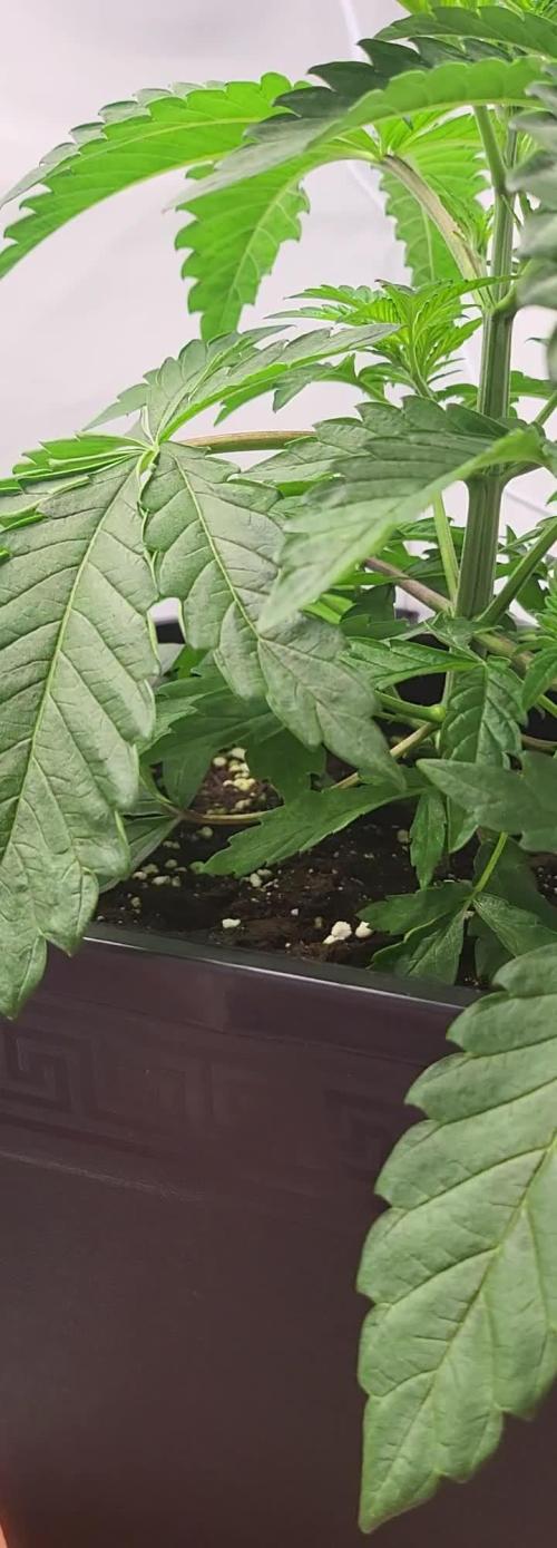 Sherbzooka (Wizard Trees) - cultivated by KEVS BEST