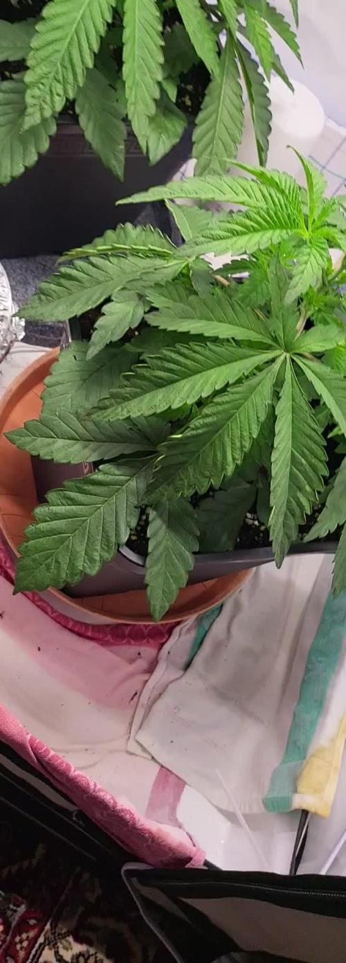 Sherbzooka (Wizard Trees) - cultivated by KEVS BEST