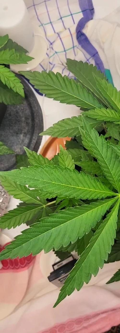 Sherbzooka (Wizard Trees) - cultivated by KEVS BEST
