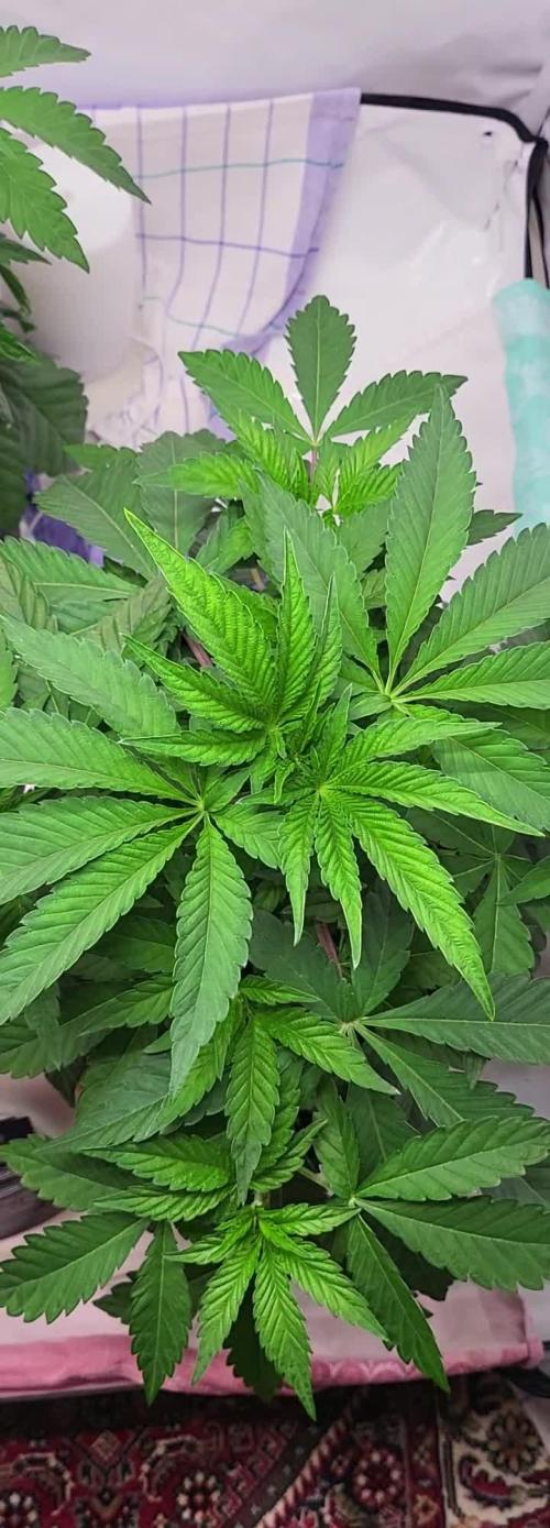Sherbzooka (Wizard Trees) - cultivated by KEVS BEST