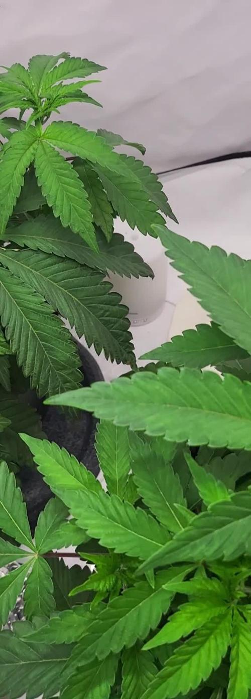 Sherbzooka (Wizard Trees) - cultivated by KEVS BEST