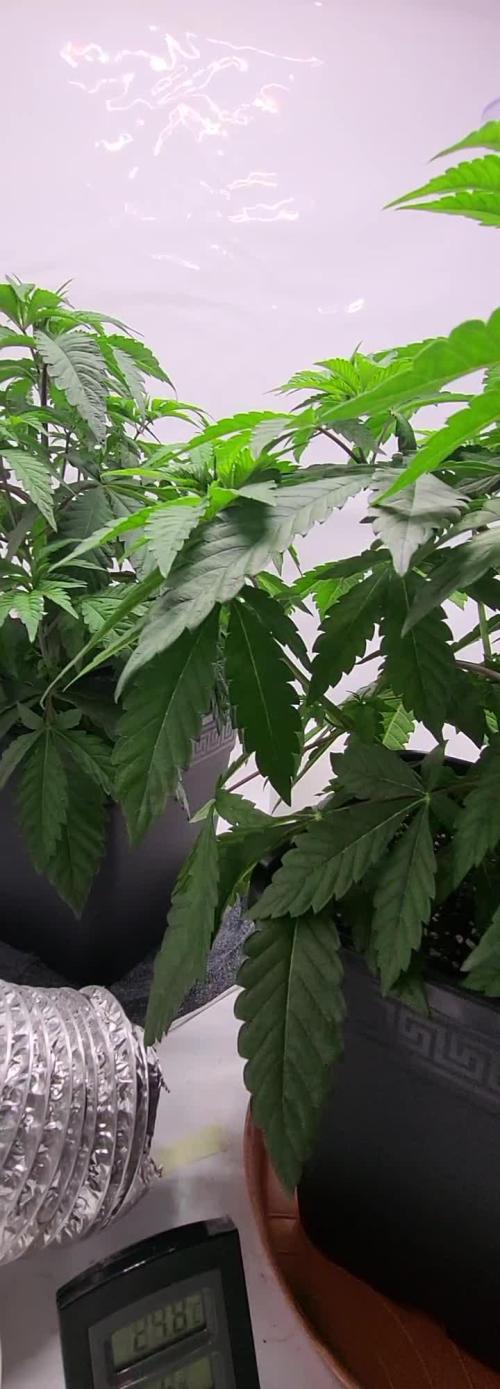 Sherbzooka (Wizard Trees) - cultivated by KEVS BEST