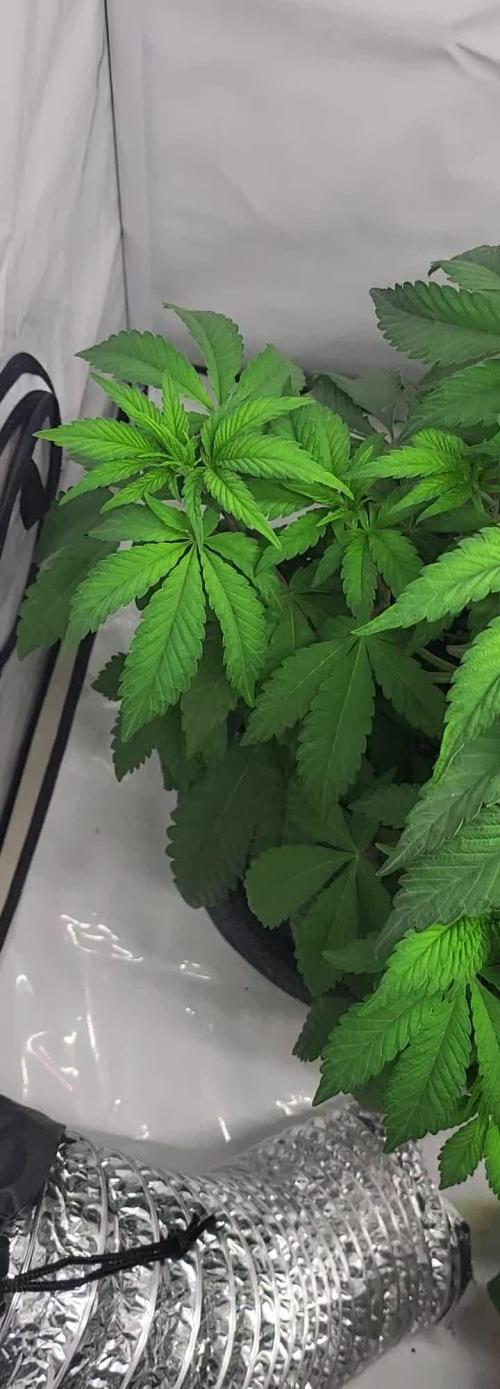 Sherbzooka (Wizard Trees) - cultivated by KEVS BEST